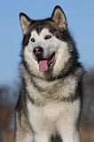 ALASKAN MALAMUTE 846